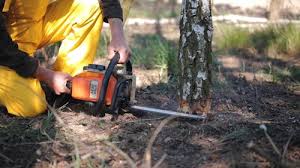 Reliable Galva, IL Tree Removal and Landscaping Services Solutions